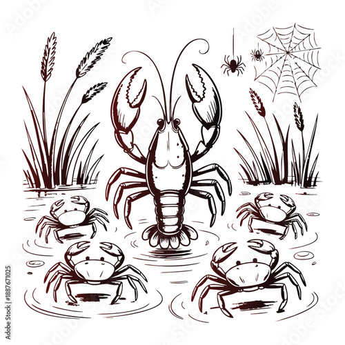 Crawfish and crabs in water with reeds and spiders on web crayfish crustacean