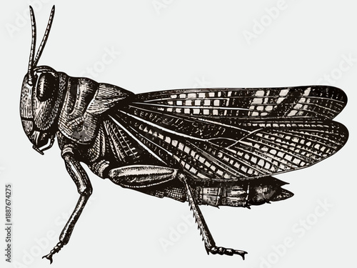 Detailed illustration of a grasshopper with intricate wing and body patterns
