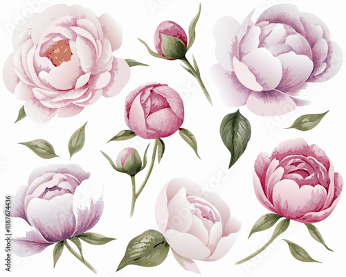 Watercolor depiction of delicate pink peonies and buds on a white background