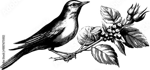 Ornamental vintage botanical engraving with bird and foliage for retro design