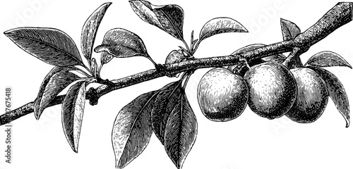 Vintage botanical engraving of a peach tree branch with fruit from the 19th century