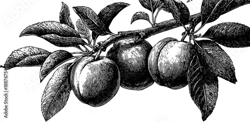 Vintage botanical engraving of peach tree branch with fruit from 19th century
