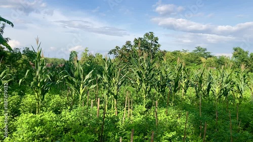 green corn plants growing in a lush tropical garden under a blue sky