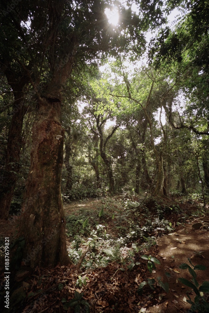 Fototapeta premium morning in the forest