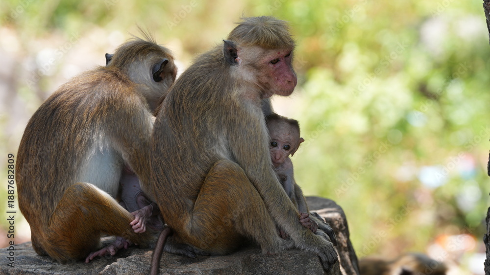 Fototapeta premium Toque Macaque Monkey Family