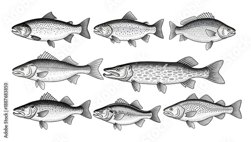 Vintage scientific illustrations of various freshwater fish species black and white drawings.