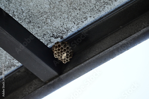 Photos カールーフの下につくられた蜂の巣