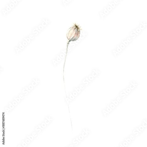 Vászonkép Watercolor wildflower poppy seed pod, botanical elements isolated on white