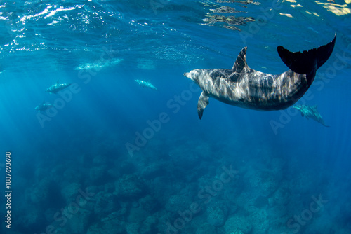 Wild dolphins swimming gracefully underwater