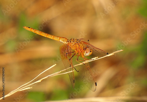 Libélula Naranja Elegante Posada en Tallo Delicado.