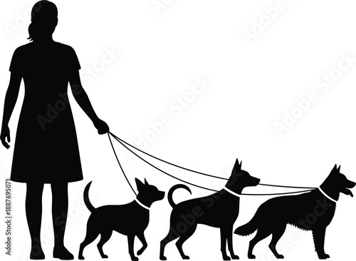 Full body black silhouette of a female professional dog walker exercising a pack of three different dogs on leashes, outdoor pet care services
