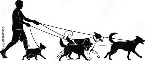 Full body black silhouette of a male professional dog walker exercising a pack of four different dogs on leashes, outdoor pet care services