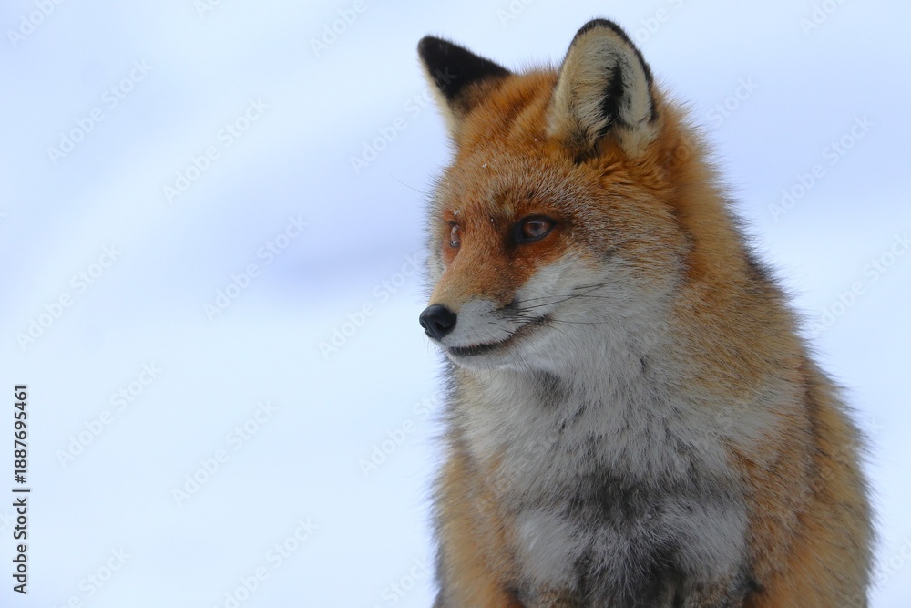 Fototapeta premium Volpe
