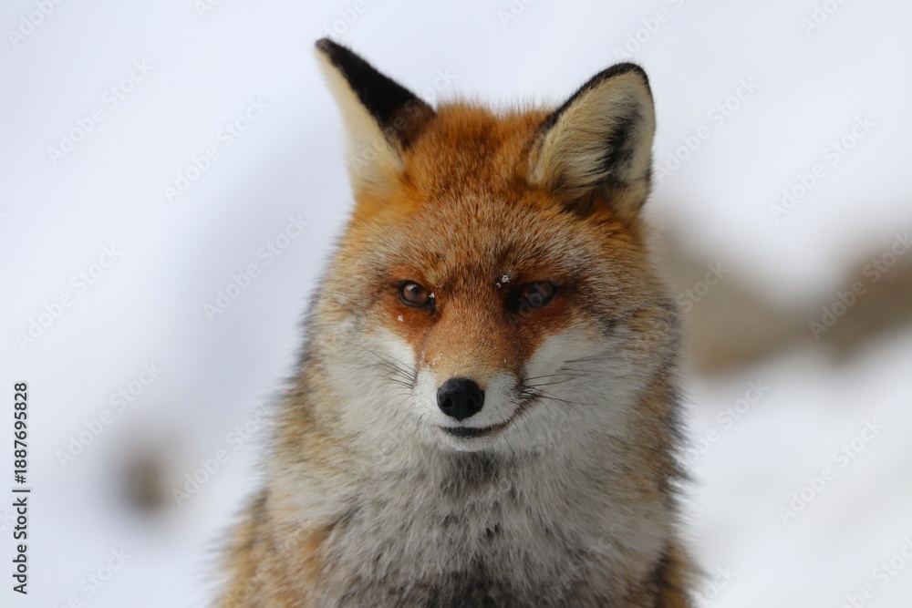 Fototapeta premium Volpe