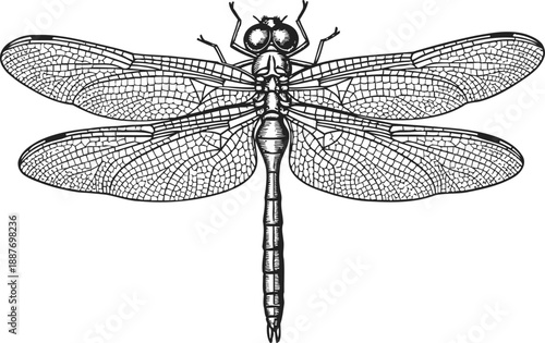 Detailed dragonfly illustration with transparent wings and segmented body, top view insect drawing