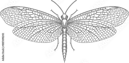 Detailed black and white illustration of a cicada showing delicate veined wings and segmented body