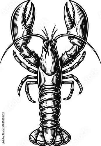 Detailed lobster illustration with claws raised, marine crustacean drawing, ocean wildlife sketch