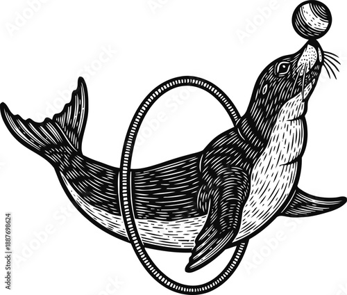 seal jumping through hoop balancing ball on nose illustration in vintage engraving