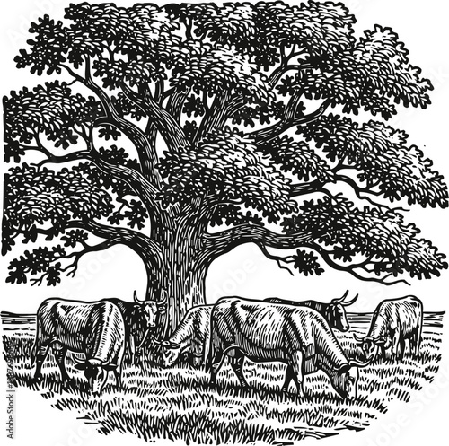 Cows grazing peacefully under large leafy tree in meadow rural countryside landscape with cattle feeding on grass