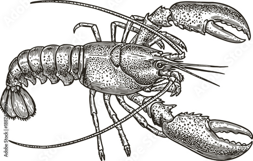 Detailed hand drawn lobster illustration with claws and antennae, black and white seafood sketch