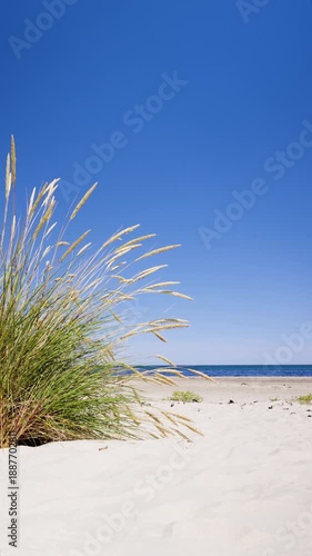 Tall dune grass swaying in the gentle breeze on a beautiful white sand beach with a calm blue sea and a clear sky, showing a tranquil and peaceful summer coastal landscape in Sweden