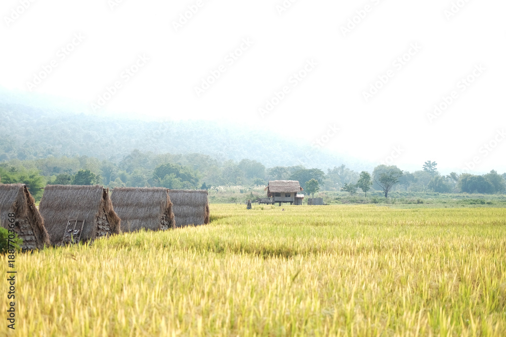 Fototapeta premium Local Rustic thatched hut resort in rice fields agriculture and mountain for travel in Thailand