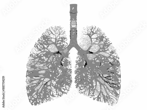 Detailed illustration of human lungs displaying branching bronchial tree structure
