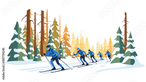 Cross country skiing in winter forest landscape with pine trees and snow