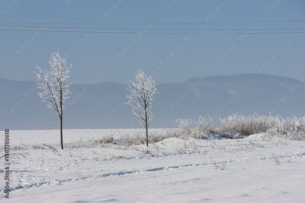 Obraz premium winter landscape with two young trees coated in frost standing in a snow-covered field.