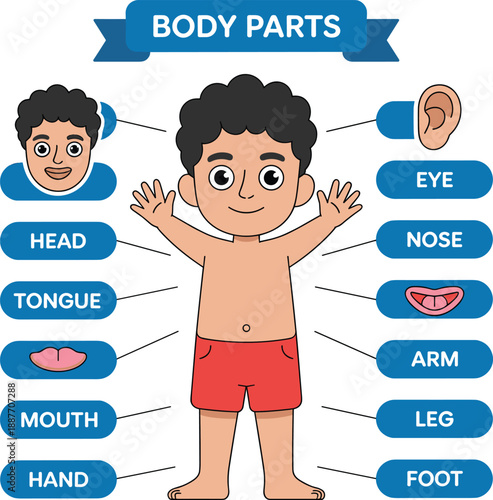Human body parts chart for kids with labeled anatomy, cute cartoon boy educational illustration, early learning science concept for preschool and elementary students, colorful flat vector isolated