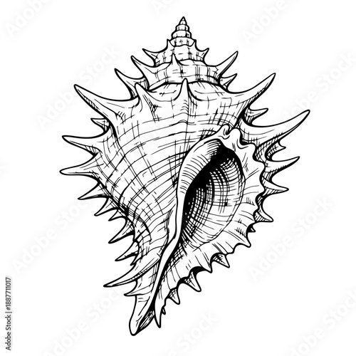 Exotic shell vector illustration in line art style. Black and white image of an ocean animal in sketch style. Mollusk shell.