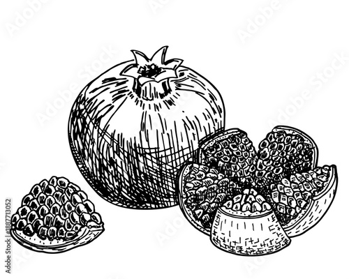 Hand drawn sketch style pomegranates set. Pomegranates with seeds. Sketch style illustration. Juicy natural Organic fruit. For cooking, cosmetic package design, healthcare.