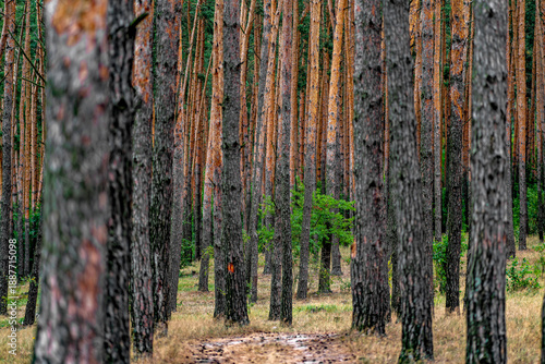 A forest of tall thin trees with a path leading through it. A dirt road in the middle of a pine forest