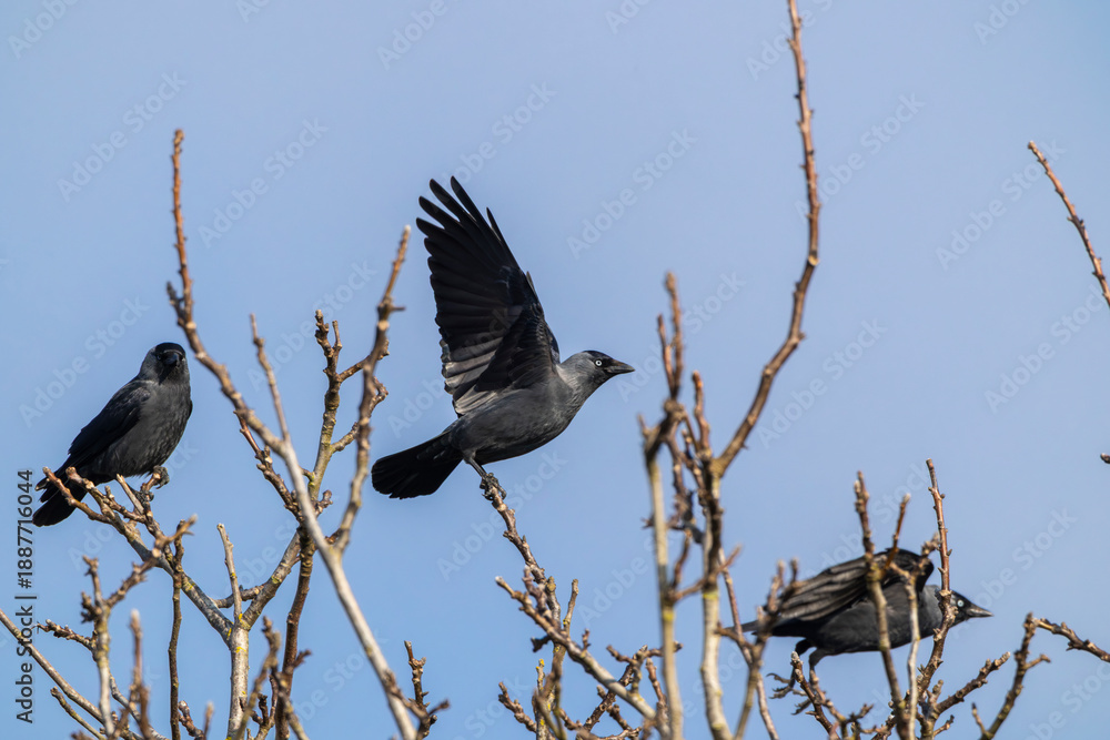 Fototapeta premium Jackdaw taking flight from bare tree branch