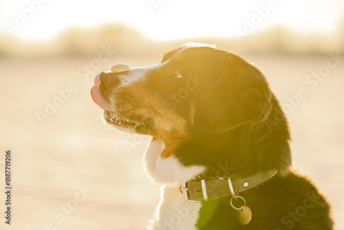 Bilde på lerret Dog showing patience balancing treat on nose during training
