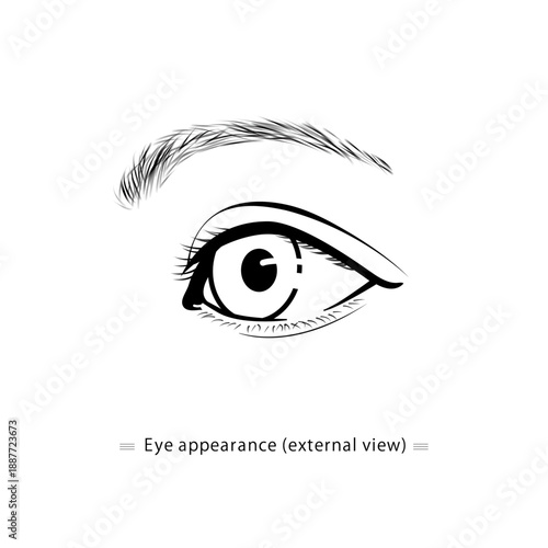 Eye appearance illustration (external view, line art vector)