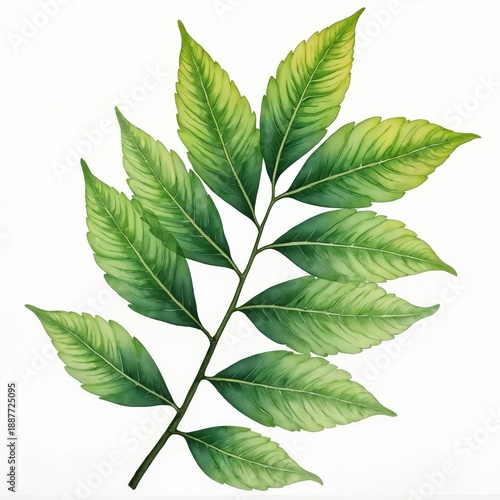 Watercolor illustration of green leaf branch isolated on white. Delicate plant foliage, natural detail, botanical art. Perfect for graphic design, decor prints.