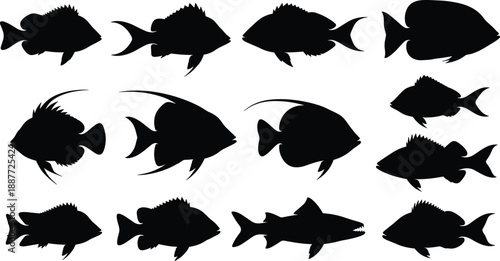 Fish silhouettes collection, various marine species shapes, black vector icons, underwater wildlife set, isolated on white background illustration