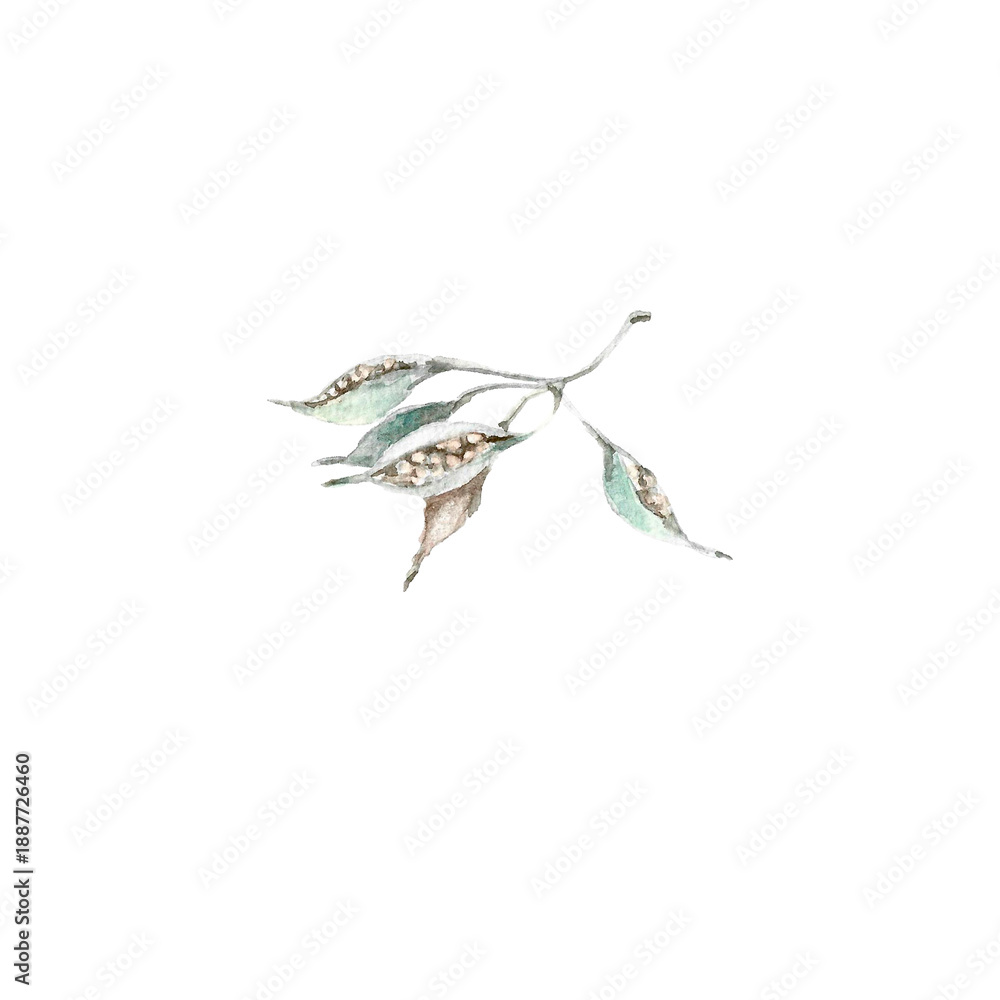 Obraz premium Delicate watercolor illustration of a wild plant branch with seed pods, Suitable for floral compositions, wedding stationery, branding, packaging, wall art, and nature-inspired design projects.