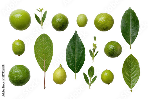 Wallpaper Mural A collection of green leaves and limes Torontodigital.ca