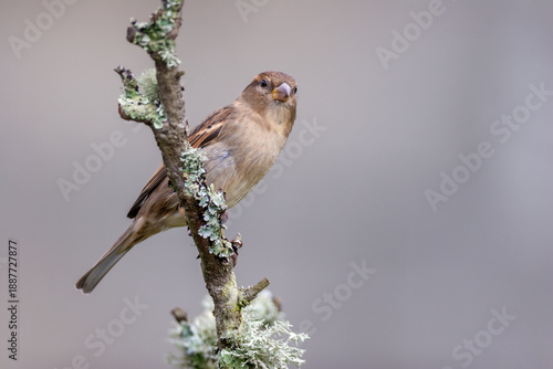 Fotografie Female House Sparrow (Passer domesticus) perched on a lichen-covered branch