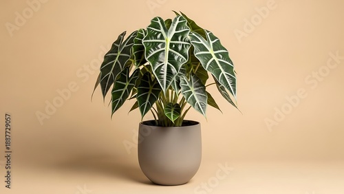 Alocasia Polly ornamental plant in a pot