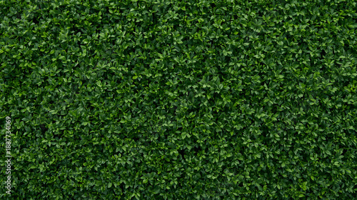 A dense green hedge wall, composed of small lush leaves, covers the entire frame with uniformity and vibrant shades of fresh green. The photorealistic image showcases rich natural texture and realisti