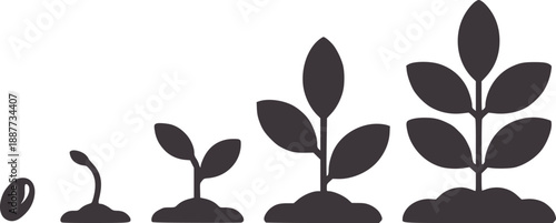 Four stages of plant growth from seed to seedling sprout