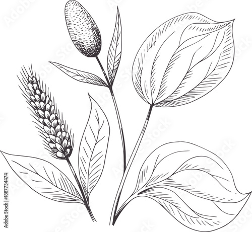 Hand drawn botanical of plantain and grass seed head
