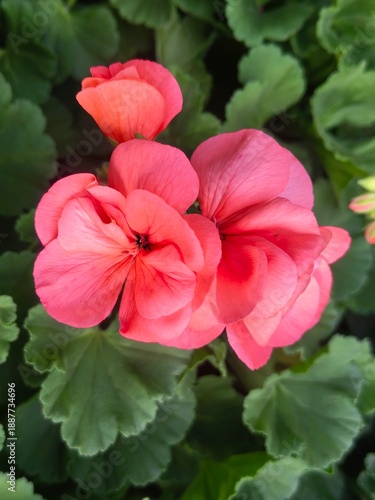 pink hibiscus flower in the garden