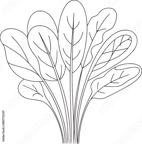 Minimalist line of a bunch of spinach leaves green plant food