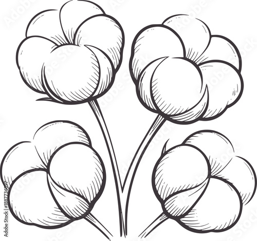 Minimalist of four cotton bolls stems plant flower