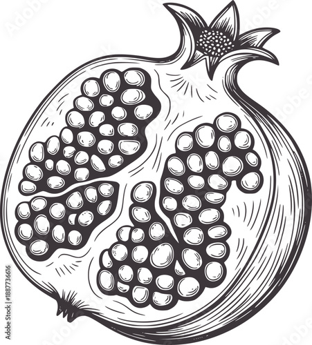 Pen and ink of a halved pomegranate with visible seeds fruit