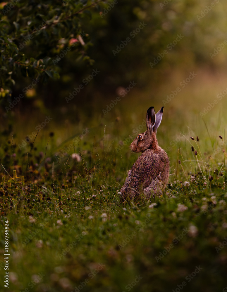 Obraz premium rabbit in the grass
